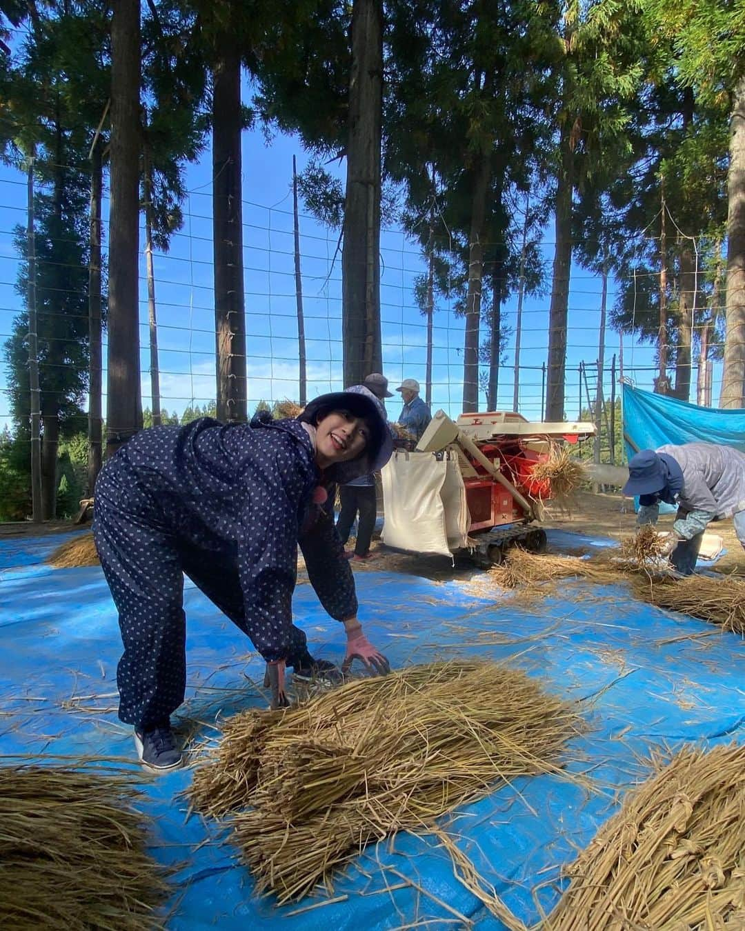 松本亜美さんのインスタグラム写真 - (松本亜美Instagram)「明日の新潟一番は… 自然派　田んぼにコイして🌾 脱穀作業を自然派田んぼ応援隊の皆さんと共に頑張りました！！！  脱穀→ワラをまとめる→モミを運ぶ この3工程をひたすら繰り返しました。  次から次へと脱穀されていくので、ワラをまとめる作業はスピーディーに終わらせなければなりません。 さらにモミの大袋がどれくらい溜まったかどうかを確認しながら進めていくので、頭も体もフル回転で行いました！  流れを掴むとひたすら向き合うのみ！！ 周りが驚くほどに集中していたようです😂  見事な稲の壁が少しずつなくなり、青空が見えてくると作業が進んでいることを実感しました✨  田んぼにコイしても終盤になってきました👀 皆さんの頑張りをぜひ！明日ご覧ください🍚  #teny #テレビ新潟  #夕方ワイド新潟一番  #自然派 #田んぼにコイして  #農業女子 #自然派田んぼ #あみ田んぼ  #農作業 #脱穀  #ひたすら作業に没頭  #翌日は筋肉痛 #特技 #わら結び  #アナウンサー  #松本亜美」10月22日 20時03分 - ami_matsumoto_teny