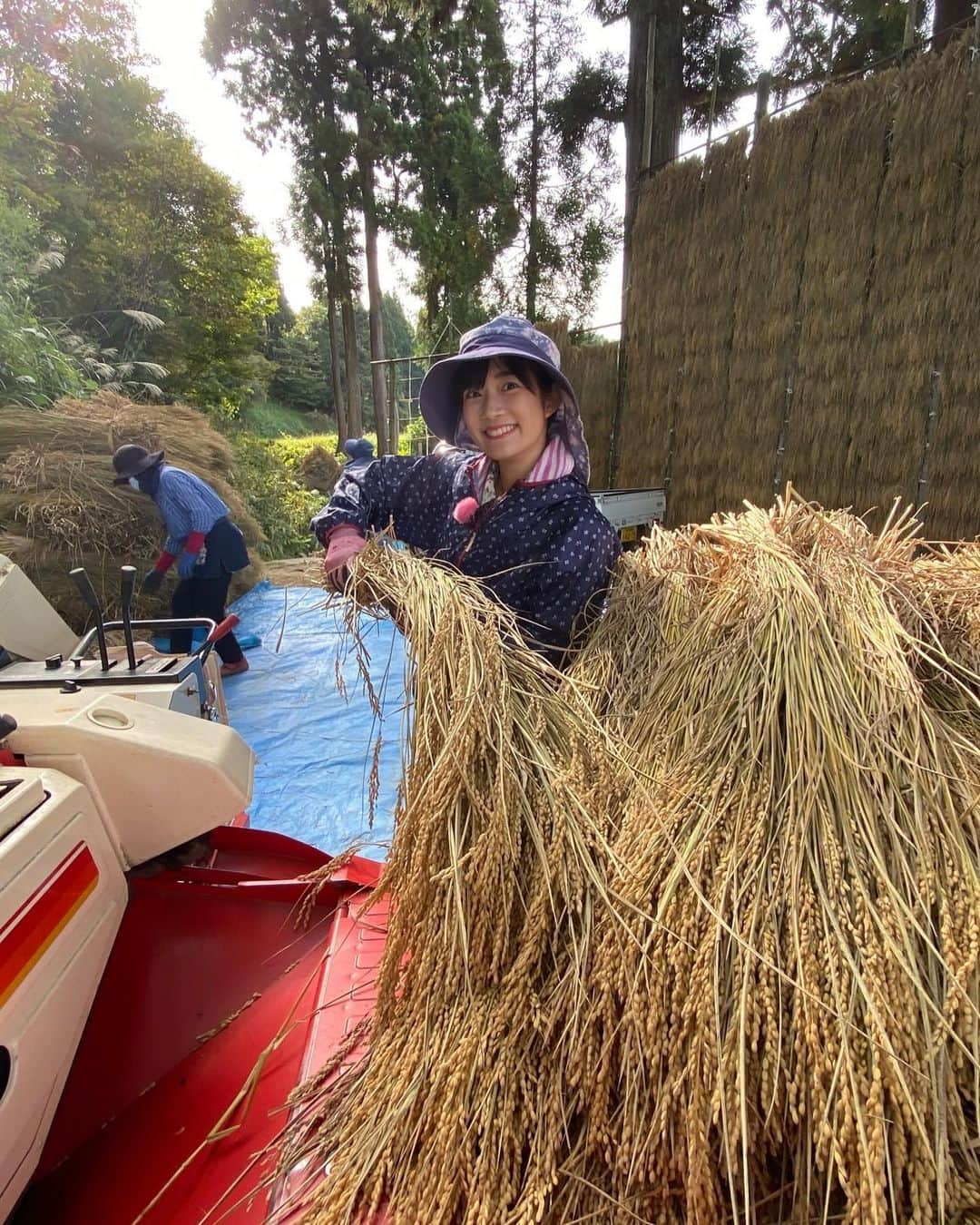 松本亜美のインスタグラム：「明日の新潟一番は… 自然派　田んぼにコイして🌾 脱穀作業を自然派田んぼ応援隊の皆さんと共に頑張りました！！！  脱穀→ワラをまとめる→モミを運ぶ この3工程をひたすら繰り返しました。  次から次へと脱穀されていくので、ワラをまとめる作業はスピーディーに終わらせなければなりません。 さらにモミの大袋がどれくらい溜まったかどうかを確認しながら進めていくので、頭も体もフル回転で行いました！  流れを掴むとひたすら向き合うのみ！！ 周りが驚くほどに集中していたようです😂  見事な稲の壁が少しずつなくなり、青空が見えてくると作業が進んでいることを実感しました✨  田んぼにコイしても終盤になってきました👀 皆さんの頑張りをぜひ！明日ご覧ください🍚  #teny #テレビ新潟  #夕方ワイド新潟一番  #自然派 #田んぼにコイして  #農業女子 #自然派田んぼ #あみ田んぼ  #農作業 #脱穀  #ひたすら作業に没頭  #翌日は筋肉痛 #特技 #わら結び  #アナウンサー  #松本亜美」