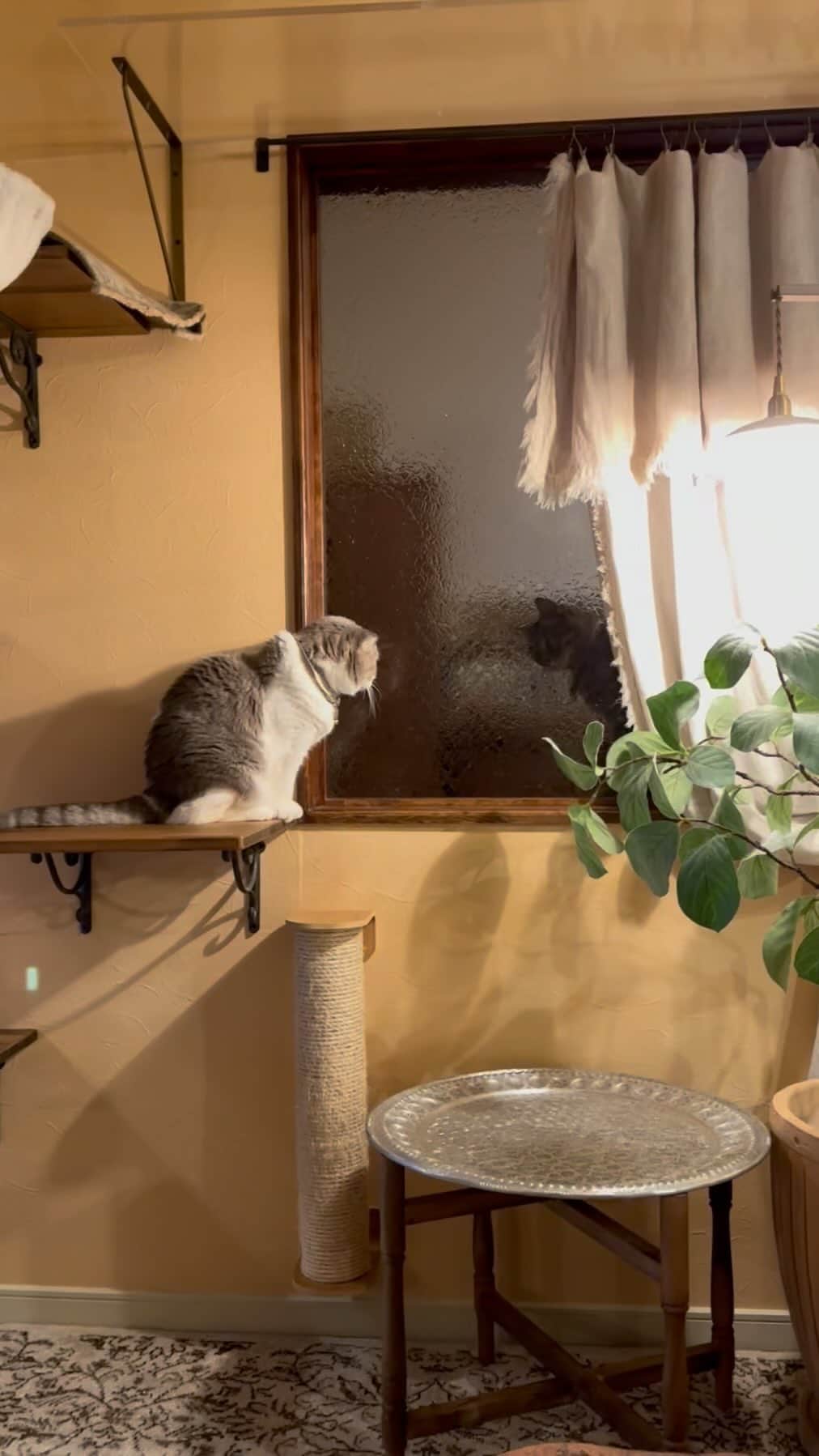 ohshima_moaのインスタグラム：「すりガラス越しにお互いを確認するモアとメメ👀  #猫のいる暮らし #猫好きさんと繋がりたい #catsofinstagram #cats_of_world #無敵の親バカ同盟」