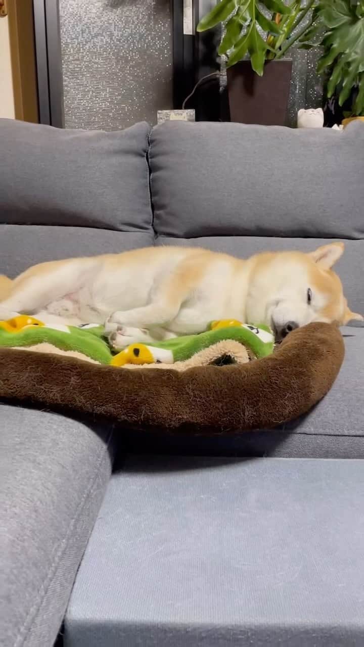 のインスタグラム：「💤 みんな土日お疲れ様でござる💕 飼い主のお世話大変でした！  合わせたお手手の可愛さよ🥺💕 …………………………………………🖋 #徳島柴ちゃん会　#shiba #徳島 #豆柴　#shibainu #dog #柴犬 #anicas#amazonpets #豆助座衛門　#犬　  ドックカフェでは僕らの前で 飼い主だけ美味しい物食べてるのを そばでじーっと見せられ🙈  健康診断前の飼い主の散歩に 付き合いさせられ…🙈  ドッグランでは帰りたくてたまらないのに 飼い主どうしのおしゃべり止まらないし🙈  公園では何度も立ち止まって 映え写真撮らされる…🙈  みんなー‼️ 明日からは飼い主仕事だよ🙌 ゆっくりお休みしてね💕」