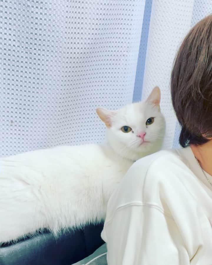 ChouChoのインスタグラム：「. わたしの母のことが大好きなほたるちゃん😽  めちゃくちゃ甘えてる笑 . . . #猫のほたる」