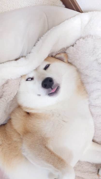 ちゃみのインスタグラム：「前半、起きてるのか寝ているのか！？笑  最初と最後まるで別犬😂  #柴犬#しばいぬ#犬#癒し#愛犬#shiba#shibainu#dog」