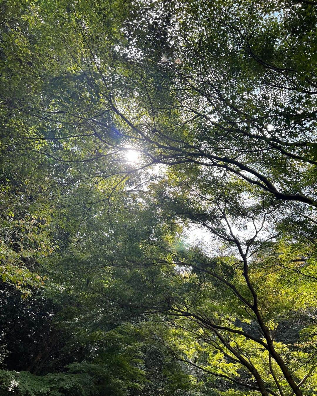 沢井里奈さんのインスタグラム写真 - (沢井里奈Instagram)「⠀ ⠀ 犬山の寂光院🌿‬✨ 緑がいっぱいで癒されました🥹💕💕  本堂までスロープカーで行けて 展望台から見る景色は絶景でした🥰  "尾張のもみじ寺"とも言われていて 紅葉で有名な場所🍁✨ 見頃になったらまた行きたいな。 ⠀ ⠀ そして先日 @crysta_nagoya さんへ💆🏻‍♀️💎 久しぶりだったので しっかりほぐしていただいて とてもスッキリ☺️💓💓 陽子さんとお話していると あっという間の時間🌹✨ いつもありがとうございます💐🤍 ⠀ ⠀ #犬山寂光院 #寂光院 #犬山 #クリスタ名古屋」10月22日 20時35分 - sawairina