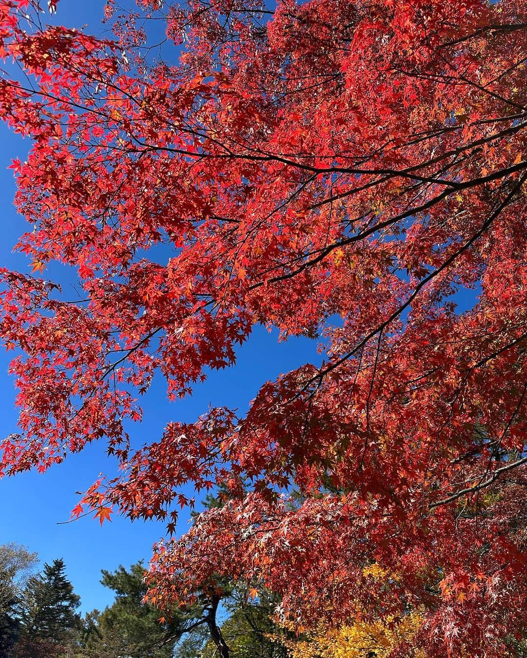 杉谷拳士さんのインスタグラム写真 - (杉谷拳士Instagram)「. もう秋だね🍁ねっ‼︎ 秋来たねｯｯ‼️  本日S1に出演します📺 TBS 0時15分〜 運命のドラフト会議まであと4日。 今年はどんなドラマが…  #秋 #ドラフト #運命」10月22日 20時36分 - kenshi.02