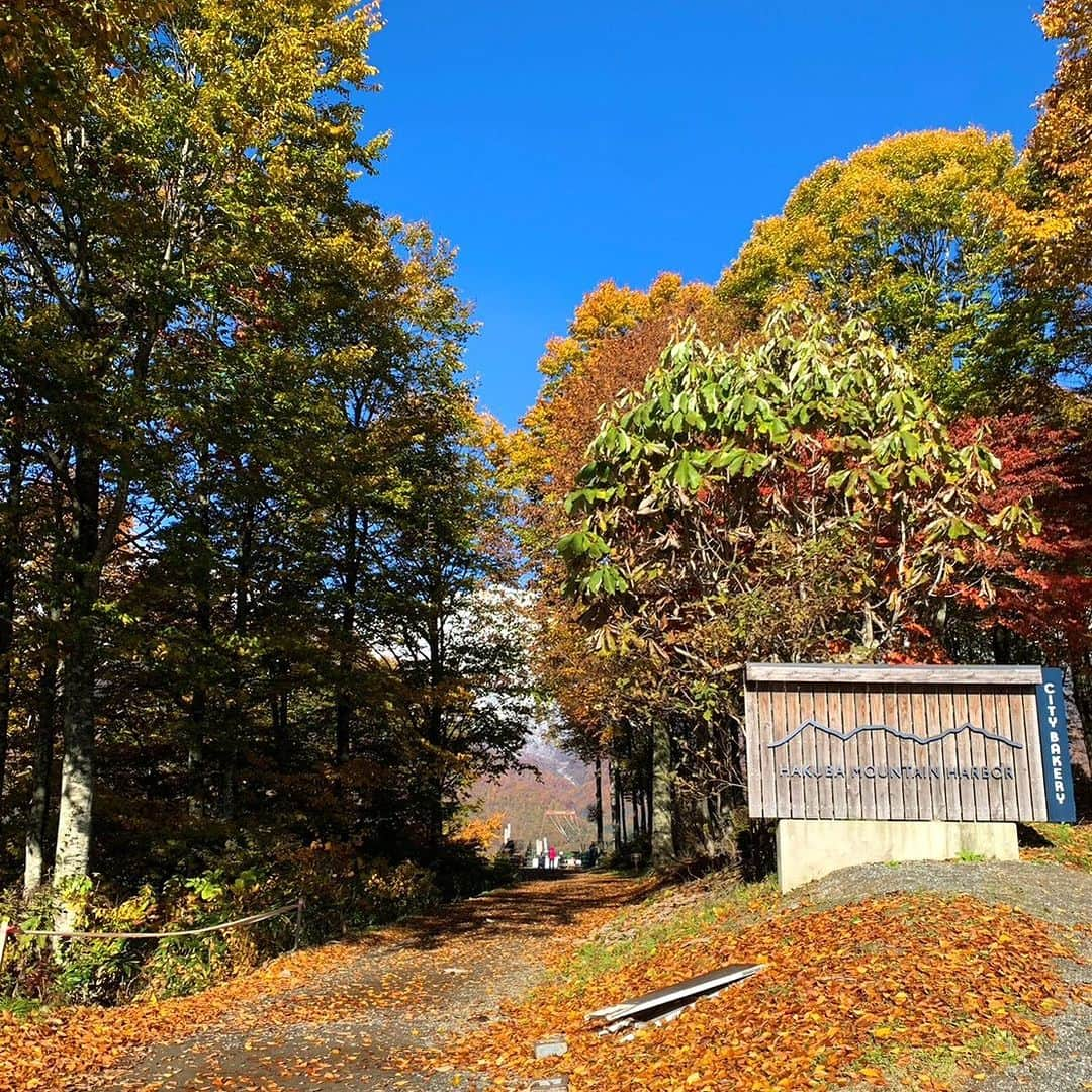 白馬岩岳スノーフィールドさんのインスタグラム写真 - (白馬岩岳スノーフィールドInstagram)「【三段紅葉】 昨日の寒気による北アルプスの上部の冠雪で、見事な三段紅葉が現れました。 雲一つない晴天に、この山岳景観。圧巻の景色に言葉はいりません。 来週のお天気も良さそうです。この時期しか見られない景色、皆様のお越しをお待ちしております。  #白馬岩岳マウンテンリゾート #白馬マウンテンハーバー #シティベーカリー白馬 #白馬ヒトトキノモリ #白馬ヤッホースイング  #長野県 #白馬村 #白馬 #白馬岩岳  #絶景 #絶景テラス #絶景ブランコ #北アルプス #白馬三山 #紅葉シーズン #お出かけスポット #三段紅葉 #ベストシーズン #長野旅行 #秋の風景 #秋旅 #ここでしか見られない景色  #nagano #hakuba #hakubavalley #hakubaiwatake #iwatake #autumncolors #hakubaiwatakemountainresort」10月22日 20時51分 - hakuba_iwatake