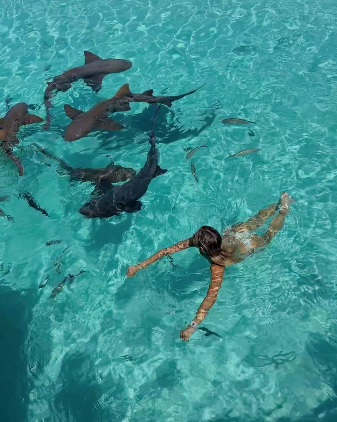 のインスタグラム：「Fearless in the deep blue with her @freestylewatches 🌊 the only watch to swim in with sharks 💙   🦈: #sharkwatch Mint Blush  📷: @hannnah.leigh.c _ #myfreestylewatch #sharkconservation #swimmingwithsharks #sharklovers #watchgeek #dive #underwaterphotography #underthesea #instalove #watchoftheday」