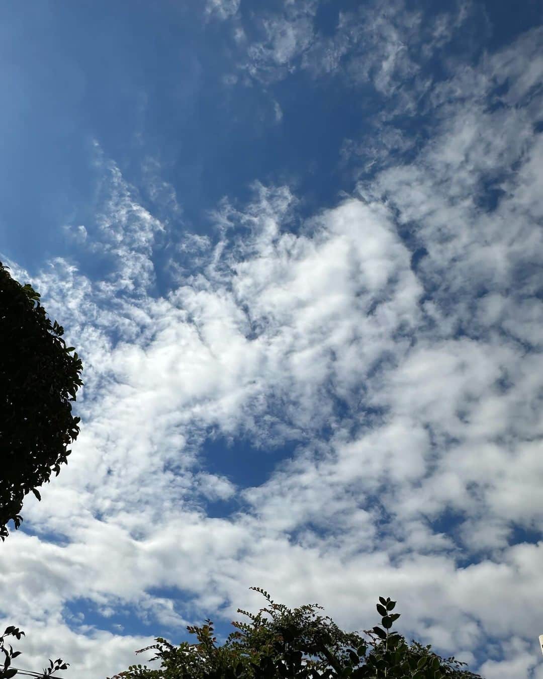 のインスタグラム：「みなさんおはようございます。 昨日の朝の空！とってもきれいでした。また大葉でごめんなさい。あまりに大きくなって私の胸の高さまで伸びたのでついまたお見せしたくなって。 昨日も試作を。 みなさんにご紹介したジェノベーゼソースのパスタ。とっても美味しかったのでみなさんも是非作ってみてね。大葉や春菊でも美味しそうです。 私は今、大好きなコーンスープの作り方を練習しています。　 山芋のすりおろしと卵を混ぜて出汁を入れて焼いてみましたが出汁の代わりにチーズや生クリームにした方がよかったみたい！次回やってみます。白菜の塩漬けを絞って入れた黒酢のサンラータン、八丁味噌で作った麻婆豆腐ですが美味しく出来ました。 急に食べたくなって久しぶりに塩クッキーを焼きました。いつ食べても飽きない私が一番大好きなクッキーです。週末は焦らないで料理が作れるのでとても楽しいです。 みなさん今日も楽しい一日を過ごしてね〜。私は今日も原稿のチェックをして分量が心配な料理をもう一度作ってみます。 #栗原はるみ  #kuriharaharumi  玲児さんに塩クッキーと熱いレモンティーを。」