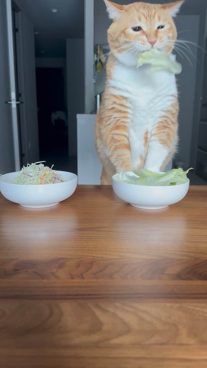 のインスタグラム：「＊ 圧倒的レタス派。 ・ #チラ見キャベツ ・ Guppy loves lettuce rather than cabbage.」
