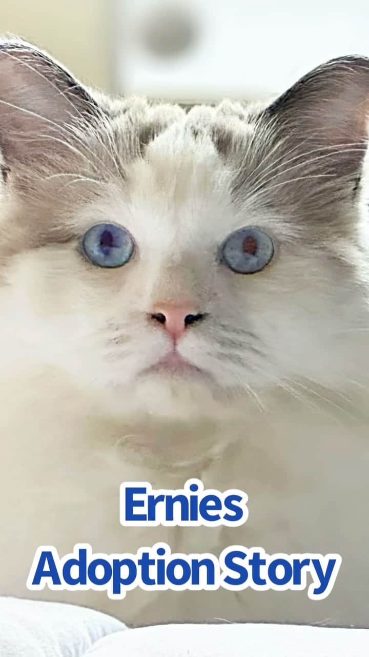 ソフィーのインスタグラム：「This is how I met Ernie and his adoption day.  He’s a 3 yr old Ragdoll from Cali. West Coast —> East Coast 🐾🐾」