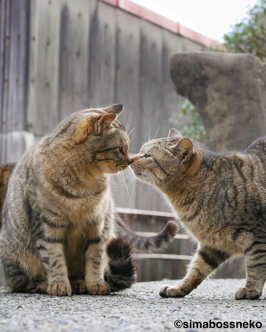 simabossnekoさんのインスタグラム写真 - (simabossnekoInstagram)「・ 優しい時間😽😸✨ Peaceful time💓 Swipeしてね←←🐾  ＼販売始めました／ 366日日めくり・さち週めくり・島猫週めくりカレンダー2024が好評につき、お得な3点セットを作りました！ ◎数に限りがありますのでお早目に🐾  ◆商品説明◆ 【さちカレンダー2024】 ◎卓上 B6週めくりタイプ  ・愛らしい島猫 "さち"の姿をおさめています🗓️ ・枚数28枚(両面仕様 計56面) ・初めての週めくりカレンダー✨  【ほっこり島猫週めくりカレンダー2024】 ◎卓上 B6週めくりタイプ  ・53週、ふくふく仲良し。選りすぐりの島猫たちがいっぱい🙌 ・枚数28枚(両面仕様 計56面)の週めくりカレンダー ・六曜、祝日付き  【ほっこりゆったり毎日島猫日めくりカレンダー2024】 ◎卓上 日めくりタイプ  ・翔泳社製作 ・毎日違う島猫の写真が楽しめる366日の日めくりタイプ ・お散歩、昼寝、仲良し、じゃれ合いなど、様々なシーンを掲載！ ・縦100×横140mm、天糊綴じ、370P、スタンド付き  上記のカレンダー3種をお得なセットに🗓️ minneとメルカリShops内 simabossneko's shopだけの限定販売です！  ★minne、メルカリShopsへは @simabossneko または @p_nyanco22 のプロフィールリンクからご覧いただけます。  もしくは 🔍メルカリは、アプリ立ち上げ後「simabossneko's shop」で検索してみてください。  👉ストーリーハイライトにも、ショップへのリンク(minne)があります。そちらも是非ご覧ください。  ・ Available now❗️ "Island Cats Weekly Calendar 2024" and "Sachi Weekly Calendar2024"  ●Island Cats Weekly Calendar 2024 53weeks, A lot of selected island cats photos❣️  ●Sachi Weekly Calendar 2024 It is a calendar that shows the lovely island cat "Sachi"💓  These are desktop, B6 size. 28 sheets (56 sides in total with double-sided specifications) Weekly calendar.   We also sell a great set with “366days Island cats Day to Day Calendar”🗓️  The 2024 calendars are sold at minne "simabossneko's shop"  ●Shop URL https://minne.com/＠simabossneko  🇺🇸🇰🇷🇹🇼 It is possible to purchase and ship the works from Taiwan, Hong Kong, the USA, Korea, etc.  🇫🇷🇬🇧🇩🇪 It is now possible to ship and purchase the works to Europe!! France, UK, Germany etc.  ※ Shipping fee will be charged separately.  You can reach the shop from the profile link of @simabossneko or @p_nyanco22   And, Story highlights also have a link to the shop. Please take a look there too.  ・ #しまねこ #島猫 #ねこ #猫写真 #cats_of_world #catloversclub #pleasantcats #catstagram #meowed #ig_japan #lumixg9」10月23日 7時30分 - simabossneko