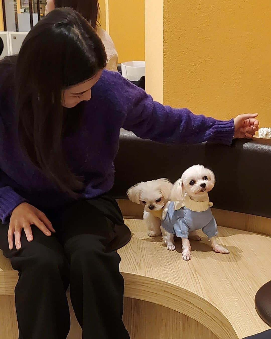 ナム・ボラのインスタグラム：「보호소 입양 선배로써 입양 홍보 카페에 다녀온 머털이❤️ 머털아 넌 오늘두 너무 이쁘다😍💜🫰   #사지말고입양하세요 @save.life2020」