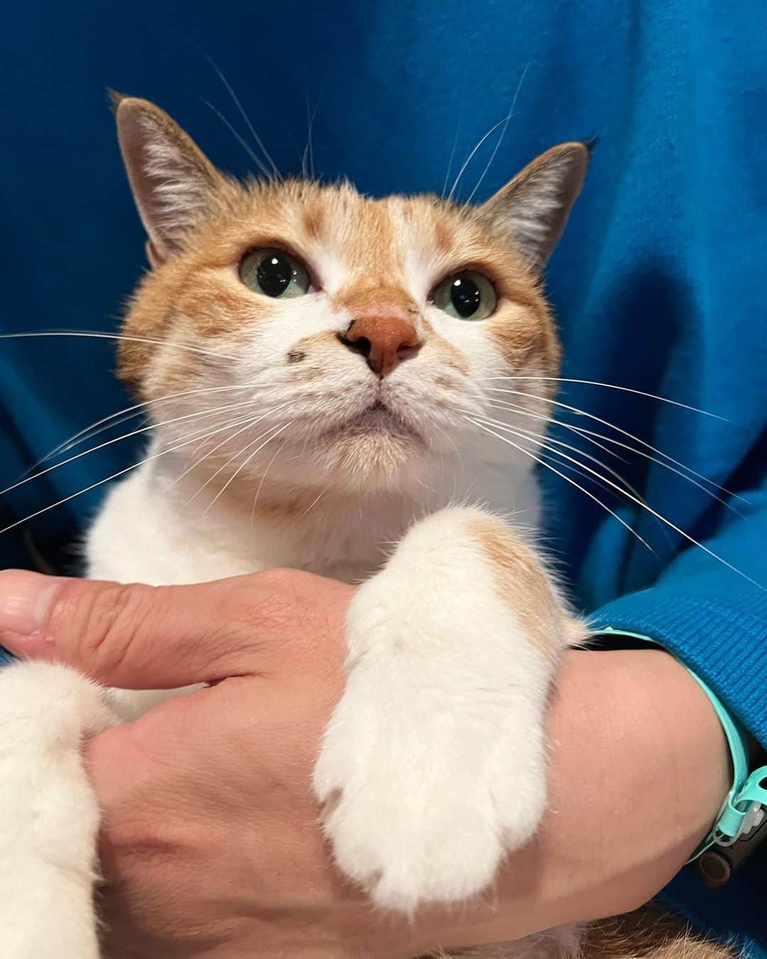 山田稔明のインスタグラム：「ただいま #ポチ実 #三毛猫」