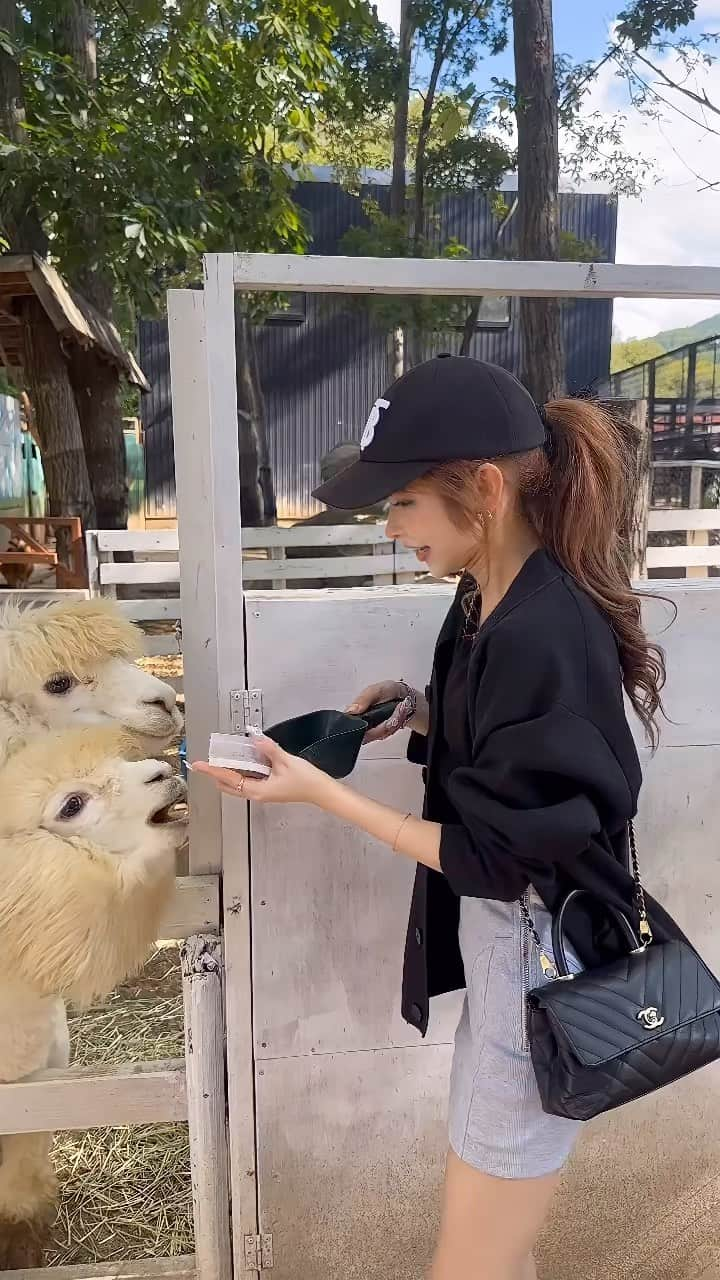 浦西ひかるのインスタグラム：「🦙アルパカ🦙にご飯あげてあげようとしたのに ツバ吐き捨てられた、顔面に。。（笑）  めちゃくちゃ草顔についたwwww 過去1衝撃すぎたwww」