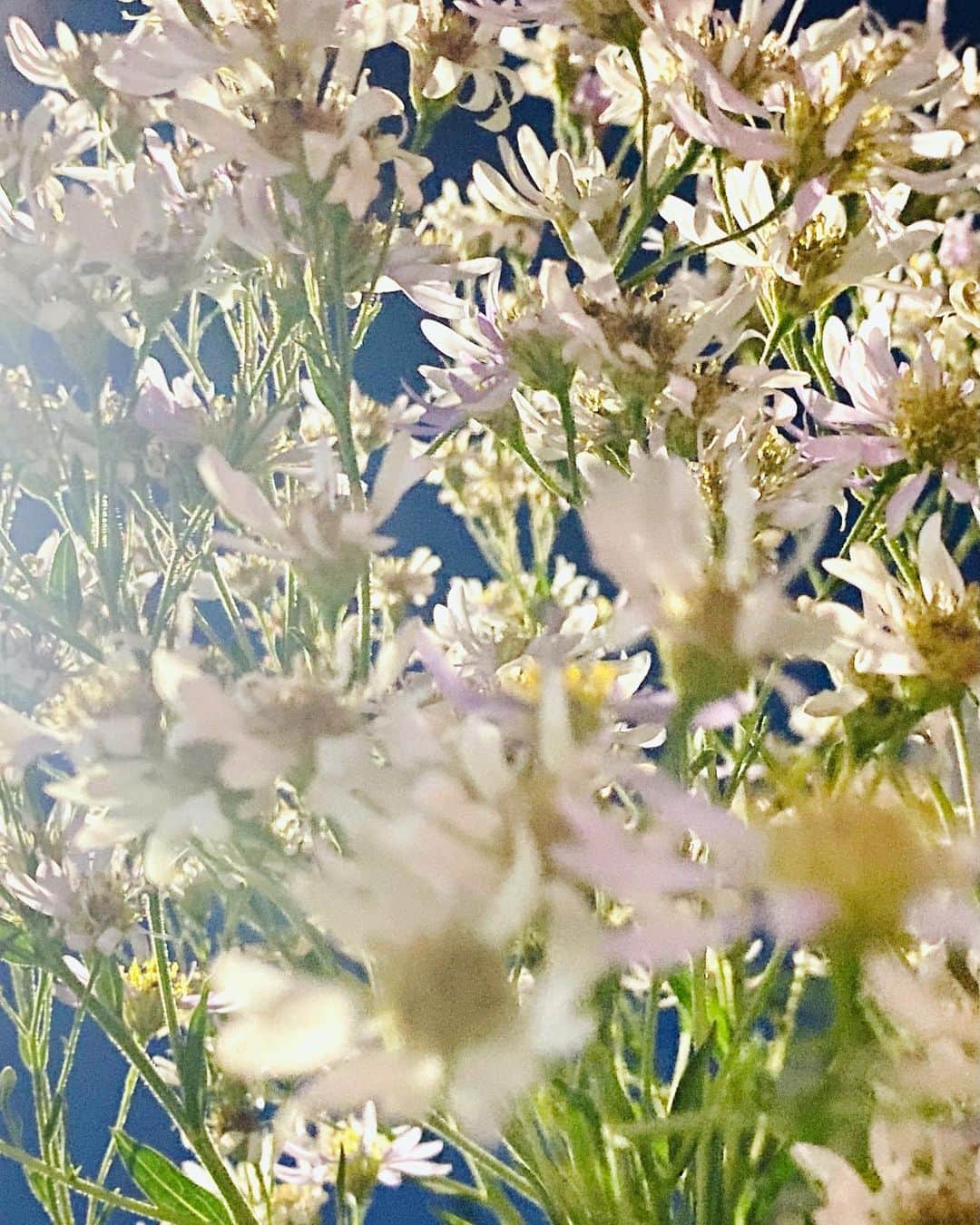 佐藤奈々子のインスタグラム：「twilight flowers」
