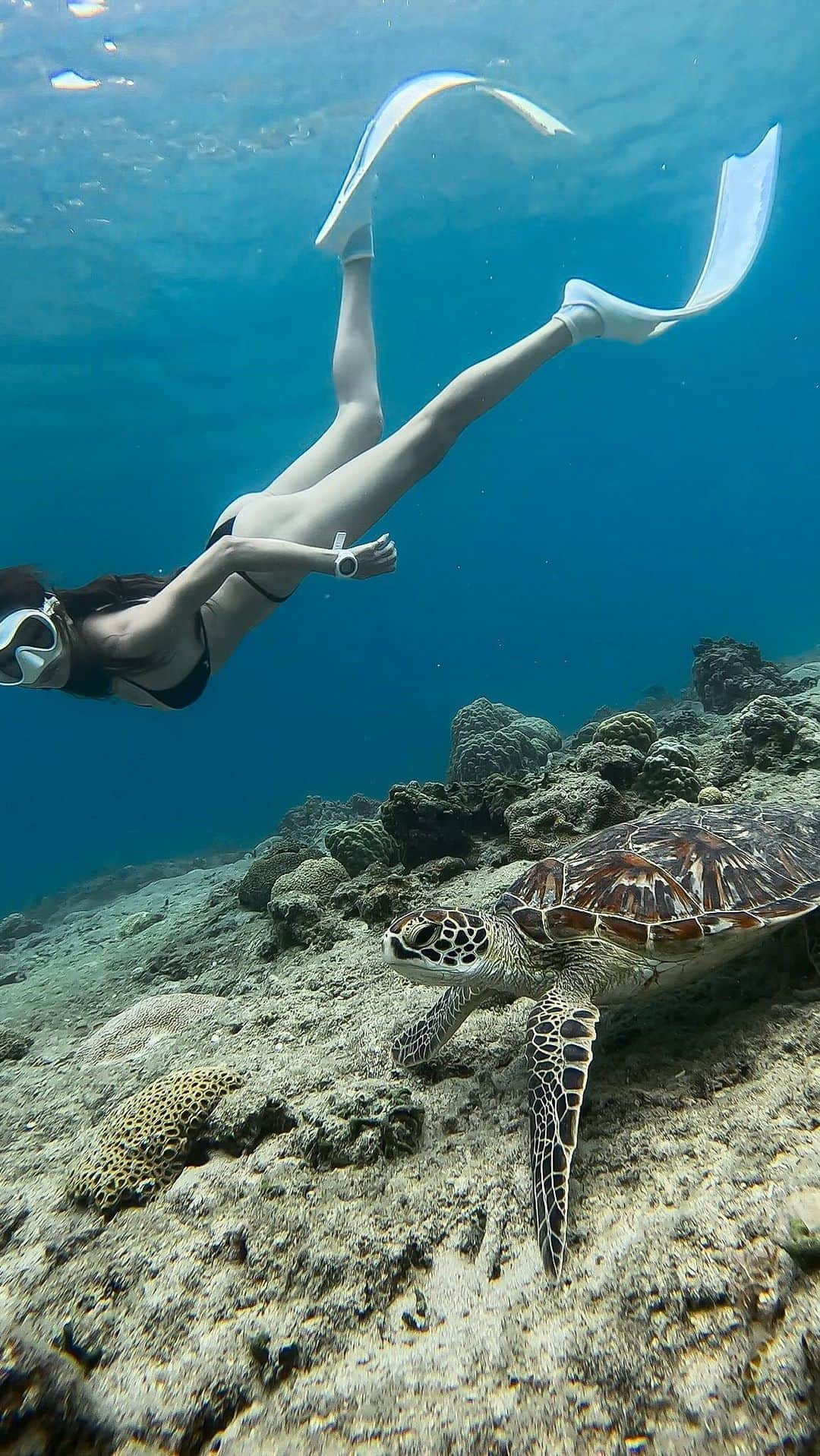 山崎みどりのインスタグラム：「太陽光がフィンに当たってすーごく綺麗🥺  🔈sound on 海の中の音も聴こえるよ♡  この子🐢はずーっとフワフワ一緒に泳いでくれて🫧 （逃げようと思ったら泳ぎめちゃくちゃ早いのに逃げない）  ずーっと海藻を食べてた😋🌿 おっとり屋さんで食いしん坊で愛おしかった🥰 一緒に泳がせてくれてありがとう🧜🏽‍♀️  泳ぎがもっと上手になりたいなぁ🐬  Movie by @insta_haam  SHOP..@toshime_marine_resort  ──────────────────── ────── #ロングフィン#スキンダイビング#スキンダイブ#skin#奄美大島#amami#海亀#seaturtle #奄美#奄美大島#可愛い#🐢」