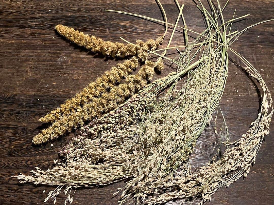 谷崎テトラのインスタグラム：「「アドニスの庭」。プラトンが語る食物の生産することのない祝祭的、遊戯的な農耕をそう言います。ベランダ菜園の雑穀が収穫時期になりました。まずはアワとキビ、モロコシの一部を収穫しました。1週間ほど乾燥させ、手こきで脱穀します。アドニスのルーツはメソポタミアの豊穣の儀式、生命の擬人化、主に女性によってなされていたとか。来年にむけて、あらたな生命をつなぐ象徴的な菜園です。」