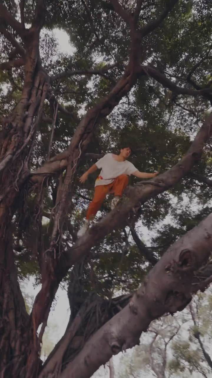ジェイソン・ポールのインスタグラム：「What a treet 😊 most favorite part of climbing a tree is that all fancy Parkour techniques become pretty useless and you are left to rely on pure movement instinct and balance. Back to the roots.」