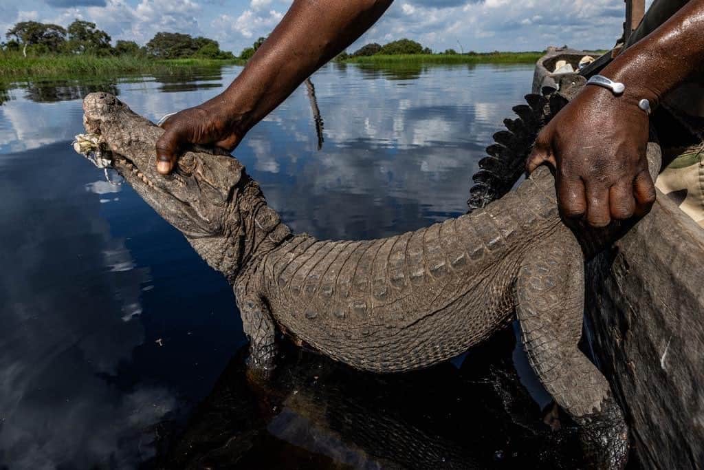 thephotosocietyのインスタグラム：「Photo by @thomas.nicolon // A park ranger releases a dwarf crocodile after it was seized from poachers in Lake Télé Community Reserve, Republic of Congo. Crocodile meat is extremely popular in central Africa, and hunting has a big impact on crocodile populations. However many hunters see this activity as the only way to make ends meet. Shot for @wcs_congo // Follow me @thomas.nicolon for more images from central Africa」