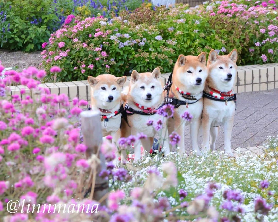 linnmamaのインスタグラム：「ふんわりお花いっぱいだったよ😍〜①可愛いお花の花壇で〜②風車をバックに〜優しい色の秋の花壇もいいな😍〜麗、今日で制吐剤💊が終了しました〜ということはもう抗がん剤の副作用の心配はないということなのかな😊〜今日の夕食は「Butch（ブッチ）」を結構な量食べました〜ドライフードをあまり食べないから色々取り寄せして試しています〜抗がん剤の影響が無くなって、普通に食べられるようになったらいいなと願っています😍〜食べること以外はみんなと一緒に散歩も元気に行けます🐾 ＊ ＊ ＊ #柴犬#dog #柴犬凜の勇気凜々every day  #多頭飼い  #shibastagram #my_eos_photo  #eosr6#eosr10 #ドッグフォトグラファーズ #iphone12#iphone12promax  #夕方散歩 #花活 #写活 #名城公園#名城公園フラワープラザ #2024凜ファミリーカレンダー発売中  #プロフィール欄からどうぞ  #Amazon、楽天でも販売中」