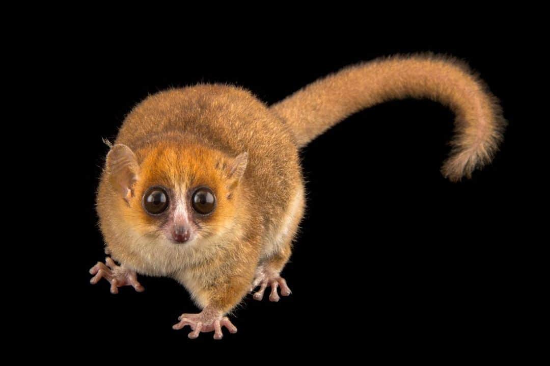 Joel Sartoreのインスタグラム：「Meet the Goodman’s mouse lemur - a small, nocturnal primate that spends most of its time alone. While they are solitary in nature, a hierarchy still exists among individuals; one in which females come out on top. Because females are the dominant sex, they will often win altercations with males over food, meaning the males must work harder and travel further in search of resources. In some cases, researchers have found that a male’s foraging area may be up to four times the size of a female’s in order to ensure he can secure adequate access to food. Photo taken @zooplzen.   #lemur #mouselemur #animal #mammal #primate #wildlife #photography #animalphotography #wildlifephotography #studioportrait #PhotoArk #WorldLemurWeek @insidenatgeo」