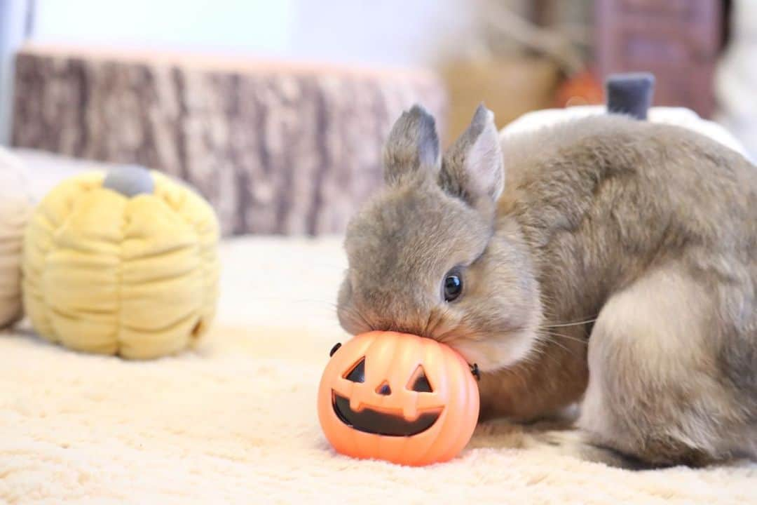 yun.ゆんのインスタグラム：「sugar.🫧 お髭がビシッと‼️シュガちゃん！ . . . 🎃のケースにおやつのきわ🌱を入れたら 一生懸命お口を入れようと頑張ってたから 髭がウィーン😂 . . 無理だから、転がして出して欲しかったけど、コットンの方が必死になってました。🎃😂 . . またチャレンジしよう🌱👍 . . ♪ ♪ ♪ #かぼちゃ  #うさぎ#ウサギ#ネザーランドドワーフ#ZIP写真部#ふわもこ部#多頭飼い #rabbits#rabbitsofinstagram #rabbitstagram #petstagram #instapet#cutepetclub #instarabbit  #bunnylove #lapin #pecotv #WeeklyFluff #netherlanddwarf #ルピナスラビトリー #lupinus_rabbitry #シュガーくん」