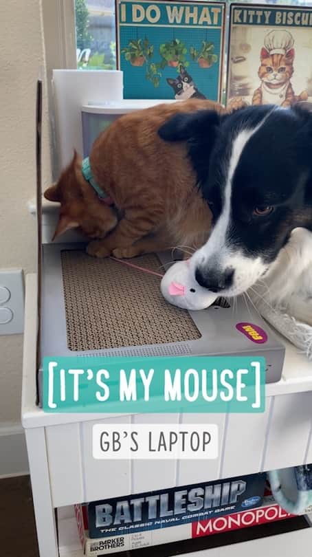 Jazzy Cooper Fostersのインスタグラム：「When both sisters want what the little brother has  My previous ginger Biscuit was obsessed with my warm laptop. GB also loves my laptop. I’d been wanting to try this gimmicky cat toy, but it was almost $40. I finally got it on sale, but I didn’t know if GB would even play with it. Watch the video to see what happens 😃」