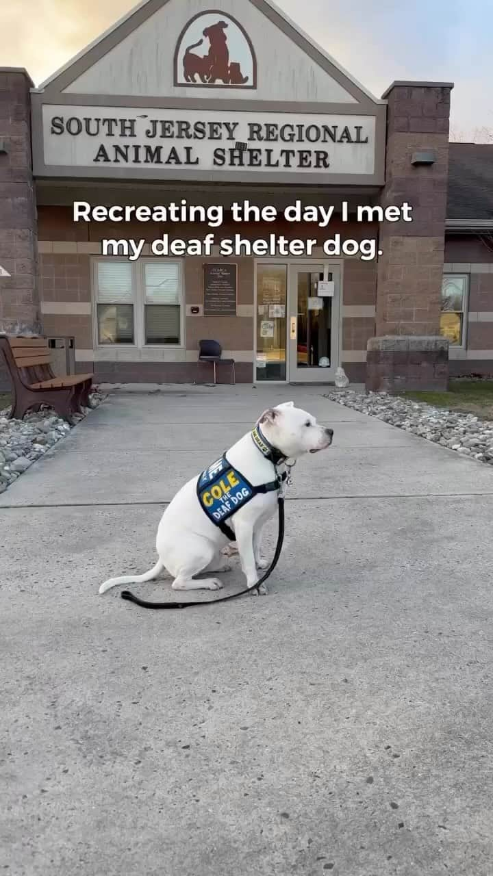 BarkBoxのインスタグラム：「Happy “Make a Dog’s Day” everyone! 🐶 This year, BARK and @subaru_usa are encouraging everyone to do something special for their dog and consider adopting an Underdog from a shelter as the ultimate way to #MakeADogsDay. Underdogs, as we so lovingly call them, are special needs pups that often get overlooked and spend a good chunk of their lives waiting to find a forever home.   Meet Cole! This Underdog was born deaf, but didn’t let this set back stop him from blossoming into a hero 🦸‍♂️ Cole was named the @aspca “Dog of the Year” for his work as a therapy dog! Cole provides comfort and support to SO many people who need it ❤️ all of this was possible because his dad took a chance on the Underdog. Head over to @colethedeafdog to learn more about Cole, and the incredible work he does!  We would love to hear your Underdog’s story! Drop a comment below, and we will share some of our favorites 🥰」