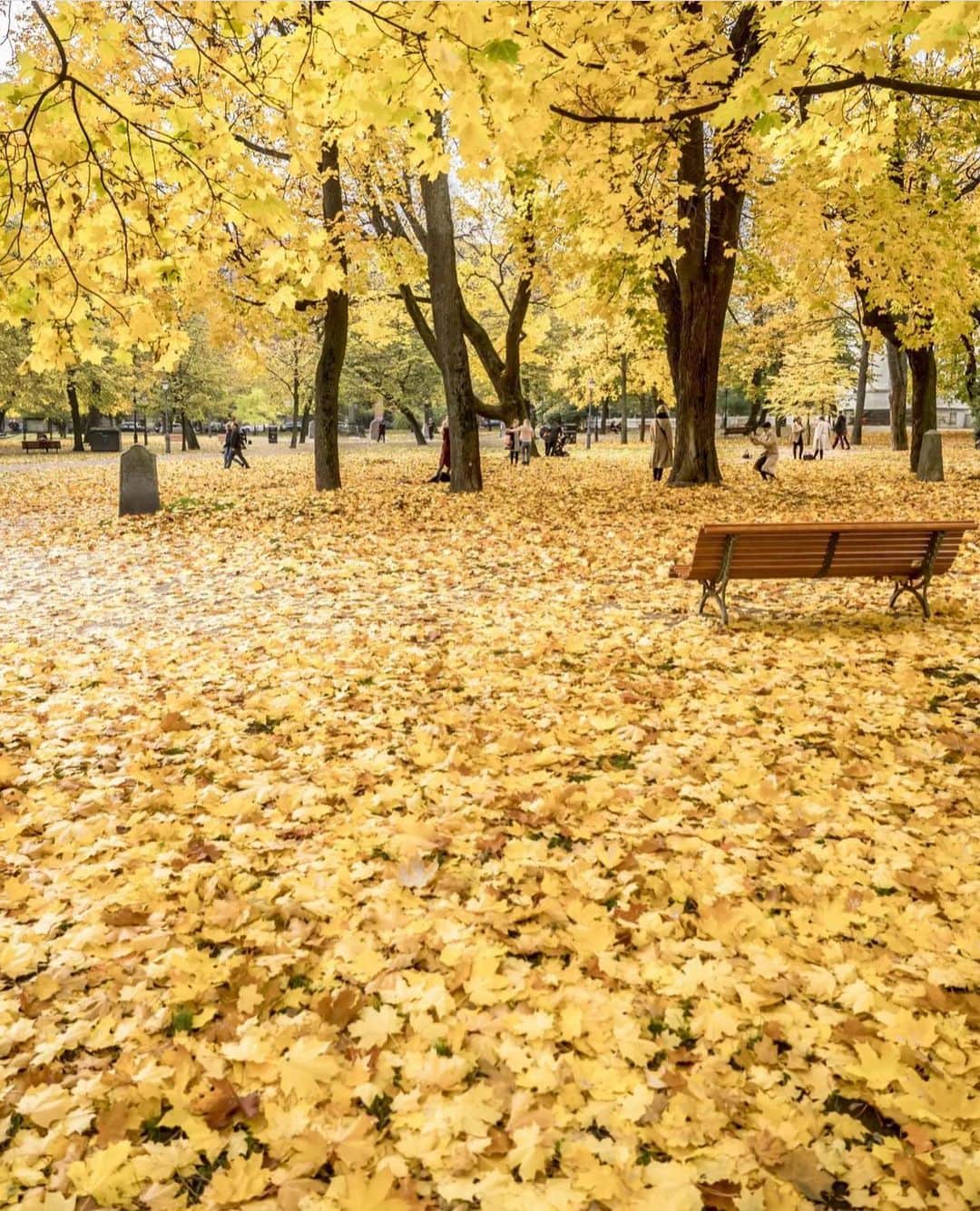 のインスタグラム：「フィンランド旅行に行ってみたい季節は？ 秋も素敵ですよ。🍂 ． 📸 @henrifromhelsinki Kiitos! 🙏  #visitfinland #ourfinland #visitfinlandjp #finland #北欧旅行 #travelgram #フィンランド #フィンランド政府観光局 #北欧 #travel #instatravel #travel #travelgram #travelling #traveler #旅したくなるフォト #旅行 #旅 #海外旅行 #travelphotography #旅行大好き #旅行好き #旅スタグラム #旅好き #ヨーロッパ旅行 #旅に出たい #トラベル  #myhelsinki #ヘルシンキ #紅葉」