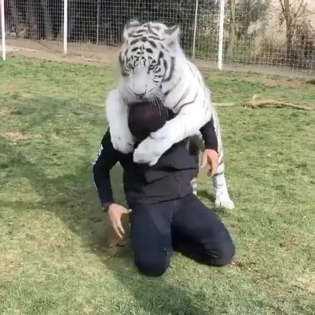 Black Jaguar-White Tiger のインスタグラム：「I want to dedicate this post of our Enzo, a White Bengal Tiger, to my Beloved Brother known as either The Siberian Express or The White Siberian. As Powerful as our Boy Enzo…」