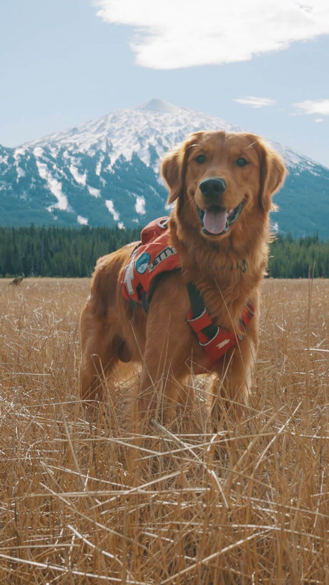 Subaru of Americaのインスタグラム：「Jetty’s getting ready for his 2nd year as an avalanche dog in training with guidance from his big brother, Banyan, who’s been there and done that.  Thank you @subaru_usa for supporting the Mt. Bachelor Avalanche Dog Program. 💙  #MakeADogsDay #SubaruLovesPets #MtBachelor」