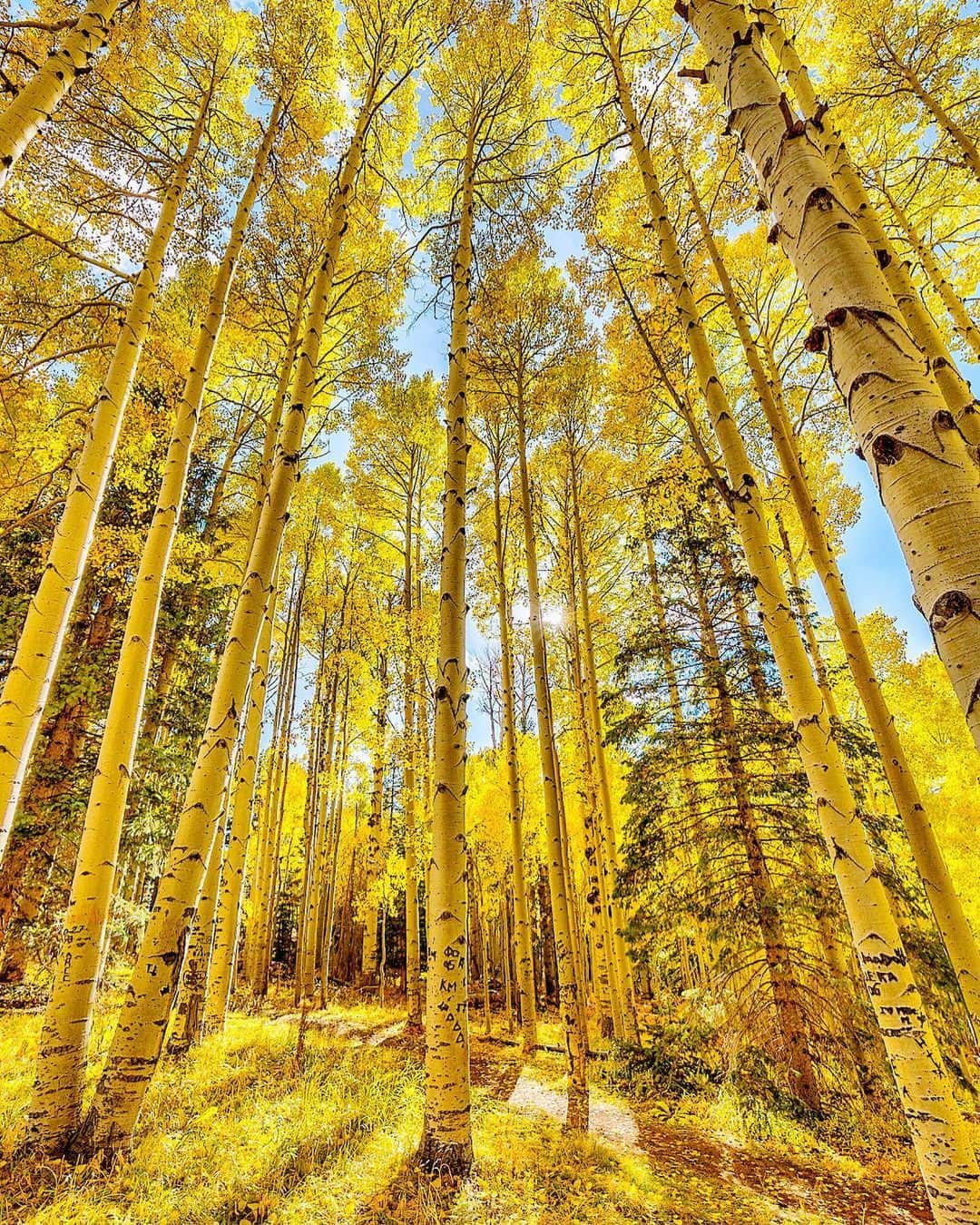 PicLab™ Sayingsのインスタグラム：「Bet you didn't know that you could find fall foliage like this right in Arizona! Snowbowl Ski Resort area near Flagstaff, Arizona has a stunning display of yellow Aspen trees this time of year. Have you ever seen it for yourself?  📸@jochoa15」