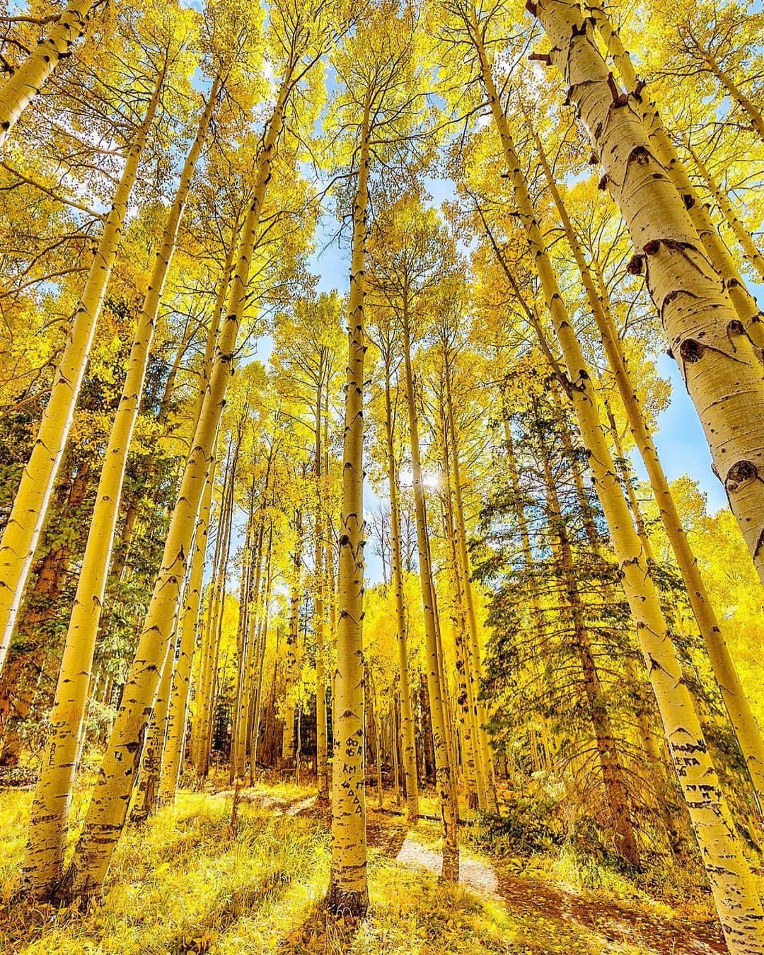 のインスタグラム：「Bet you didn't know that you could find fall foliage like this right in Arizona! Snowbowl Ski Resort area near Flagstaff, Arizona has a stunning display of yellow Aspen trees this time of year. Have you ever seen it for yourself?  📸@jochoa15」