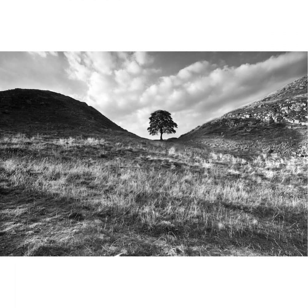 Robert Clarkさんのインスタグラム写真 - (Robert ClarkInstagram)「“Sycamore Gap”   Sycamore Gap, the iconic British tree was cut down in a senseless act along the remains of Hadrian's Wall in Northern England. The wall was built by the order of the Emperor Hadrian in AD122. The wall stretched from coast to coast for 75 miles which formed the northernmost frontier of the Roman Empire.   #sycamoregap #tree #landscapes #uk #england #scotland #unitedkingdom #hadrianswall #robertclark #robertclarkphotography #artcollection #artlovers #buyartonline」10月23日 1時06分 - robertclarkphoto