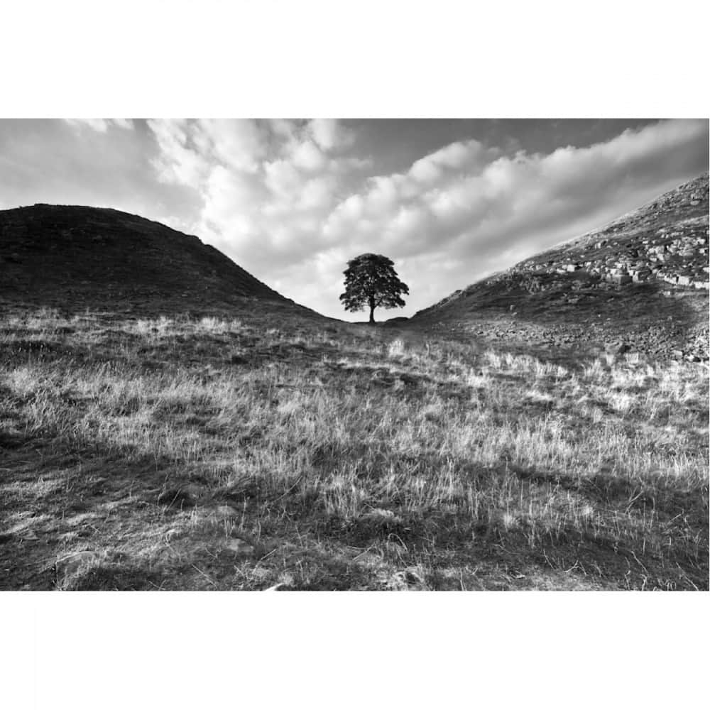 Robert Clarkのインスタグラム：「“Sycamore Gap”   Sycamore Gap, the iconic British tree was cut down in a senseless act along the remains of Hadrian's Wall in Northern England. The wall was built by the order of the Emperor Hadrian in AD122. The wall stretched from coast to coast for 75 miles which formed the northernmost frontier of the Roman Empire.   #sycamoregap #tree #landscapes #uk #england #scotland #unitedkingdom #hadrianswall #robertclark #robertclarkphotography #artcollection #artlovers #buyartonline」