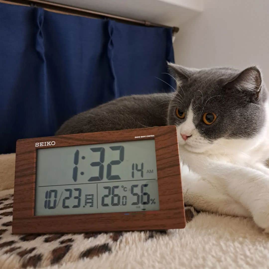 のインスタグラム：「写真なんか撮ってないで早く寝ろにゃ～🐱 #眠れないおやす⤵️⤵️ #猫 #ブリティッシュショートヘア #猫のいる暮らし #猫のいる生活 #にゃんすたぐらむ #吉本新喜劇 #よしもと新喜劇 #新喜劇」