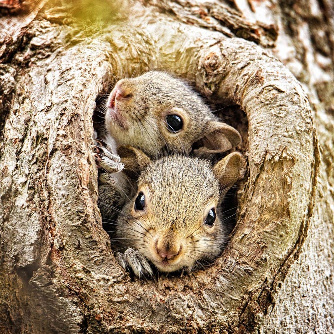 アニマルプラネットのインスタグラム：「"Yeah, we're cozier than you." 😏  #Squirrels deal with cooling temps by packing on fat, growing a thicker winter coat, and cozying up in leaf-lined dens.   #CozyVibes #wildlife」