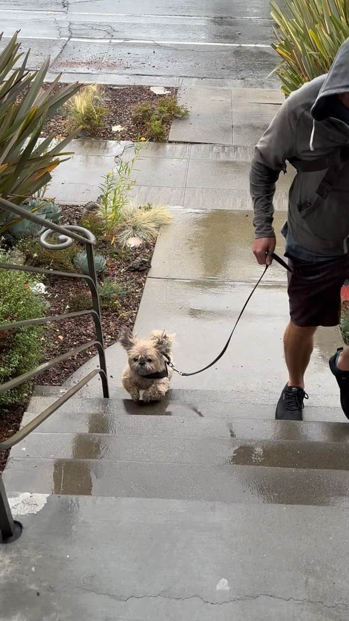 Dougie the Shih Tzuのインスタグラム：「Rainy Sunday.」