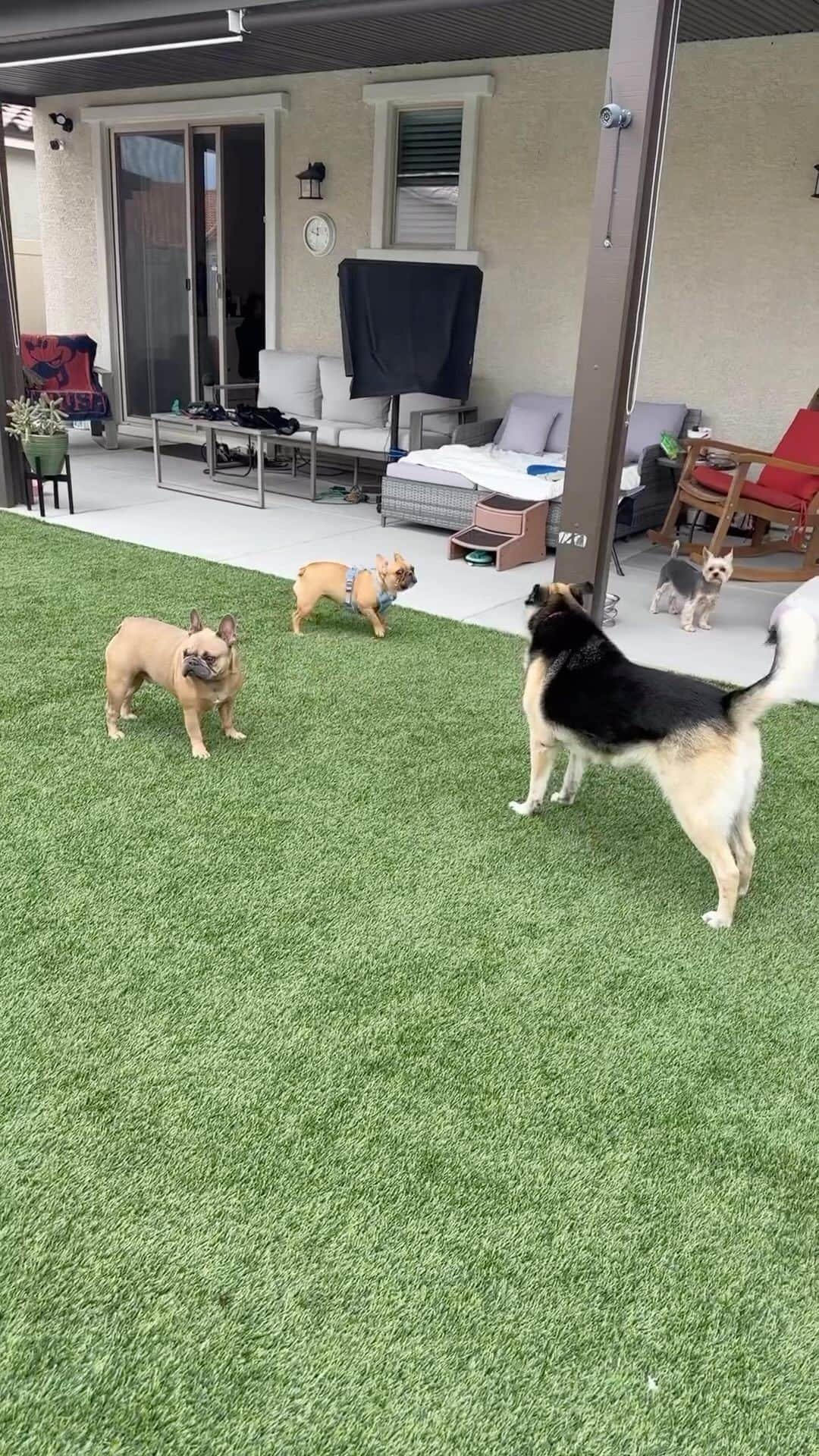 のインスタグラム：「Allie, Sammy, Max & Misty 💭 What a super fun day when our furiends came to visit!! 🤩😆♥️🫶🏼🥰🥳 #ThrowBackSunday #SundayFunday #WeLoveOurFriends #SundayVibes #SundayPlayDate #DogPlayDate #DogPals #DogBuddies #Frenchie #FrenchBullDogs」