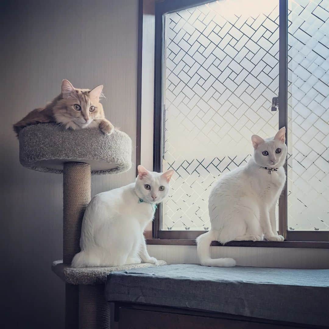 岡田屋鉄蔵のインスタグラム：「家族写真」