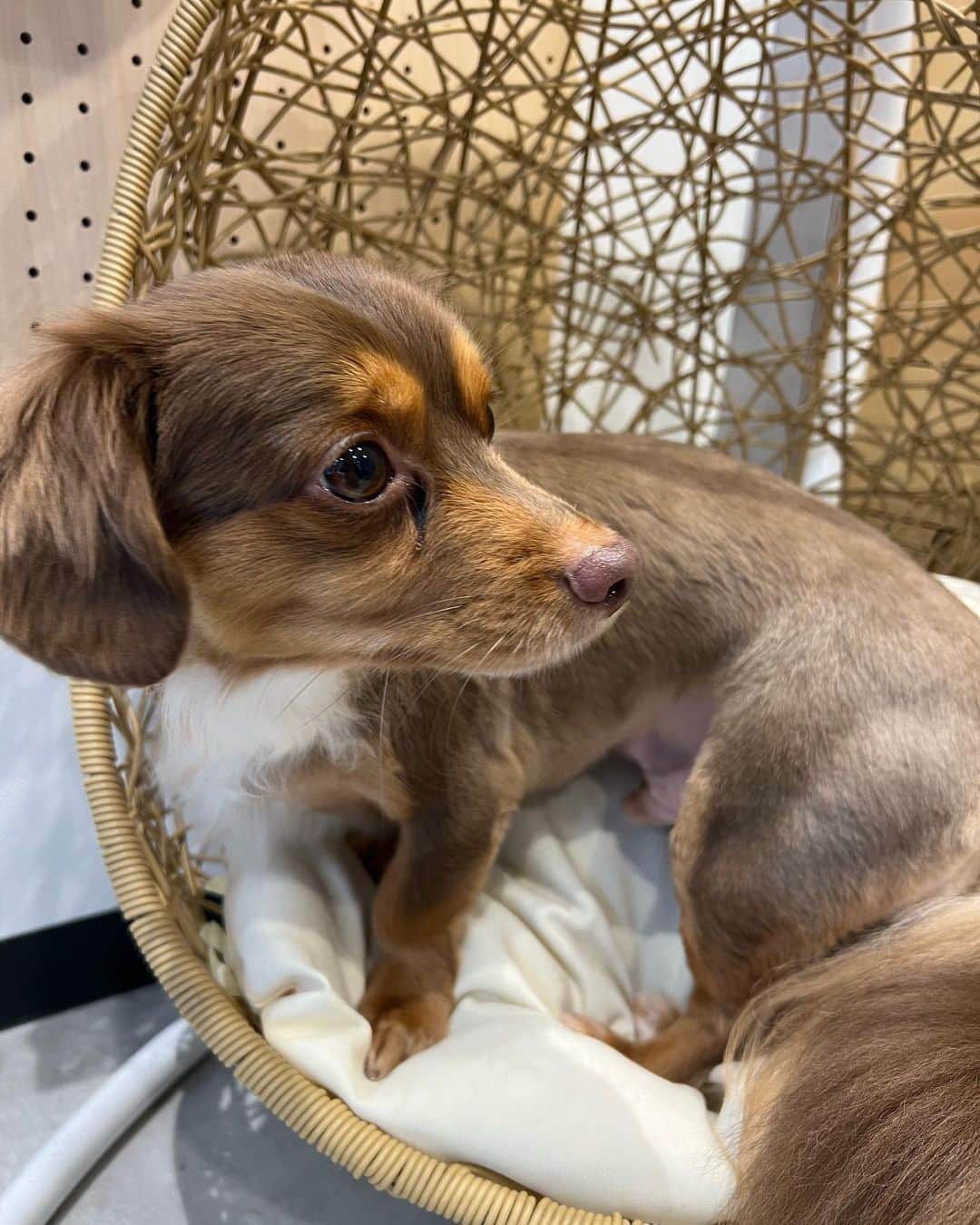 のインスタグラム：「トリミングパナ🐶 今回もお髭さん😆🧡  どうしてもカメラ向いてくれない😮‍💨😮‍💨😮‍💨  #チワックス #パナ #愛犬との暮らし」