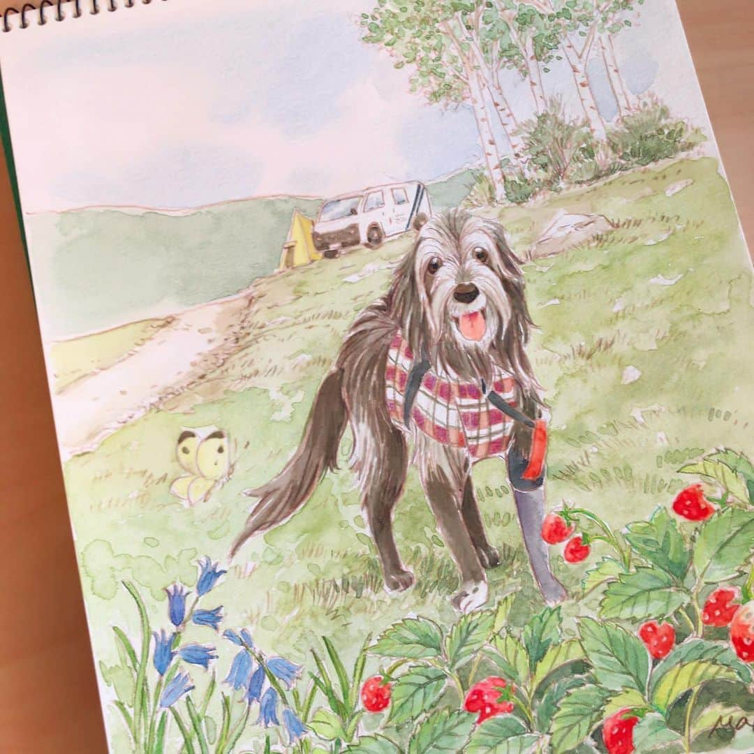 イラストレーター山崎牧子さんのインスタグラム写真 - (イラストレーター山崎牧子Instagram)「ワンちゃん似顔絵 描かせていただきました🍓  数枚のお写真と、お聞かせいただいた ワンちゃんの思い出を元に。 写真の笑顔を見つめながら、想像を ふくらませました。 マージュくん、描かせていただき ありがとうございました。  #似顔絵#水彩画#水彩イラスト#スケッチ#スケッチブック#犬#いなとめまきこ#dog#sketch#watercolorpainting#sketchbook」10月23日 16時44分 - makiko.inatome