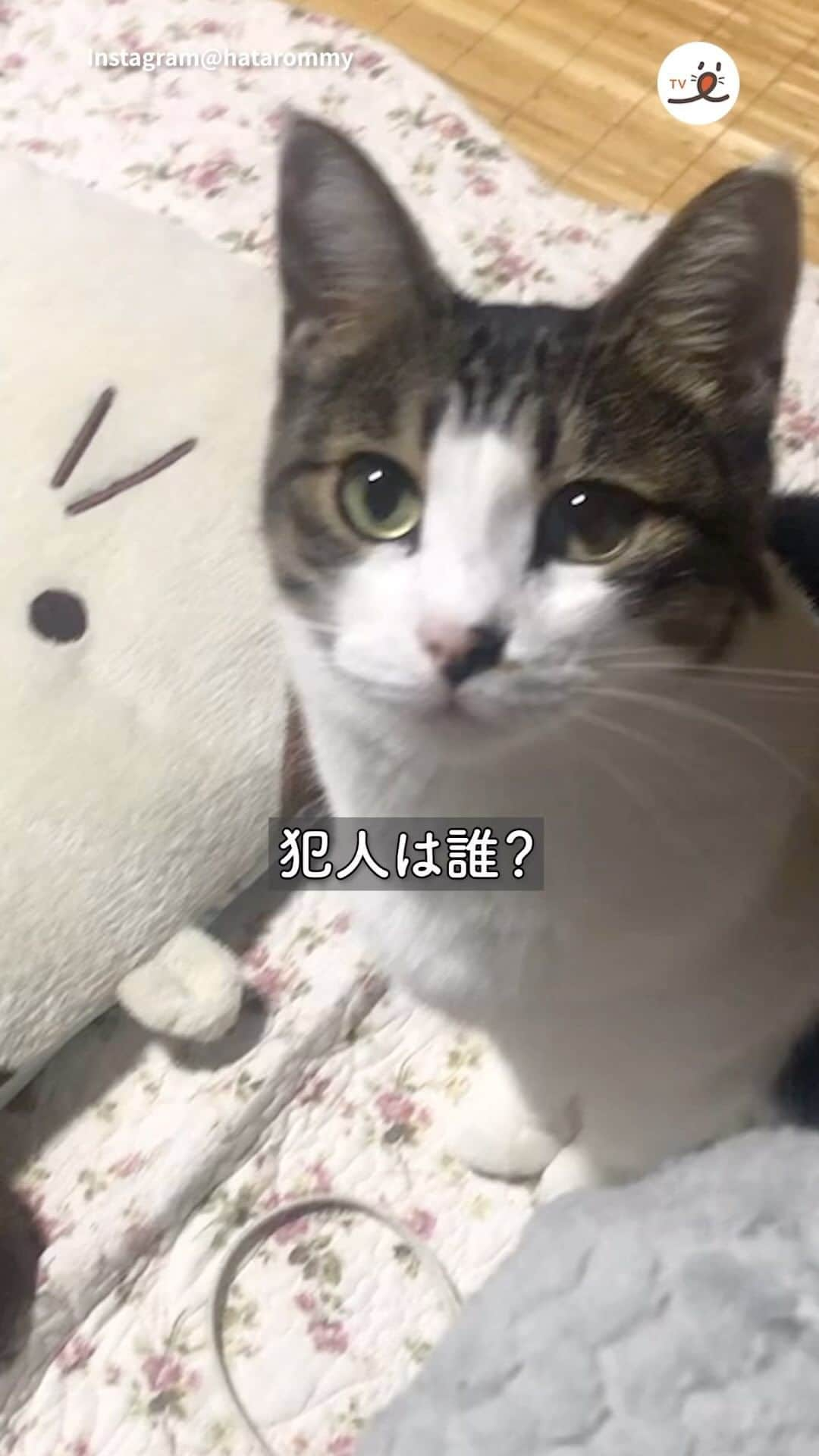 PECOねこ部のインスタグラム：「「うん！ママにも見せてあげようと思って😺✨」 ㅤㅤ 今回素敵な投稿をしてくださったのは… @hatarommy さん（ろくちゃん） 他にも素敵なお写真がたくさんあるので ぜひ遊びに行ってみてね♪ ㅤㅤ ㅤㅤ ㅤㅤ 〖 #ペコねこ部（ #pecoいぬ部 ） 〗をつけてご投稿いただくと PECOのSNSで楽しくご紹介させていただきます😋 フォロー&コメントお待ちしています✨ ㅤㅤ ㅤㅤ  ============================== @pecocats（ @pecodogs ）☚YouTubeでも可愛いワンニャン紹介中🐶💕 ==============================  #猫部 #ふわもこ部 #猫好きな人と繋がりたい #catstagram #catlover #냥스타그램 #캣스타그램 #キジシロ #キジ白 #事情聴取 #あっさり #自供 #悪気はない」