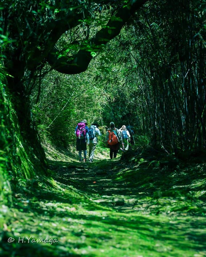 和みわかやまさんのインスタグラム写真 - (和みわかやまInstagram)「. 和歌山の東南にある新宮市を通る、熊野古道 高野坂🚶‍♂️途中、海を望めるパートもあり、山も海も楽しめるルートです✨  📷：@h_yamaga 📍：熊野エリア 新宮市  #グッドトリップ和歌山 投稿キャンペーン優秀賞からのリポストです😉 . . . #和歌山 #和歌山観光 #和歌山旅行 #わかやま #和みわかやま #wakayama #wakayamajapan #wakayamatrip #wakayamatravel #nagomi_wakayama #wakayamagram #秋 #熊野古道 #高野坂 #新宮 #熊野 #autumn #kumano #kumanokodo #trekking #旅行 #国内旅行 #旅行好きな人と繋がりたい #観光 #travel #trip #travelgram #japan #travelphotography」10月23日 17時00分 - nagomi_wakayama_tourism