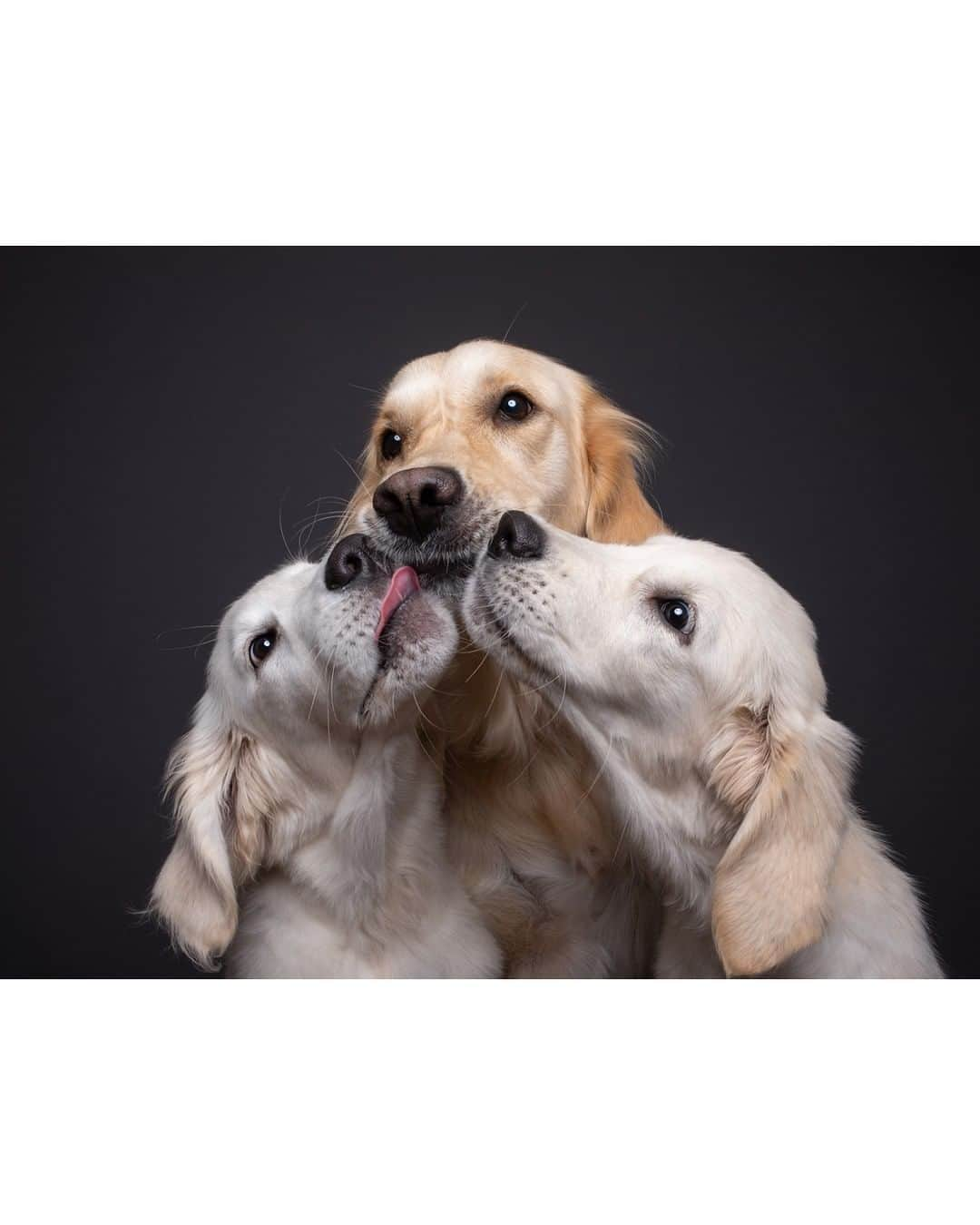 8crapさんのインスタグラム写真 - (8crapInstagram)「Swipe for some gorgeous family photos - 📷 @wieselblitz - #barked #dog #doggo」10月23日 17時01分 - barked