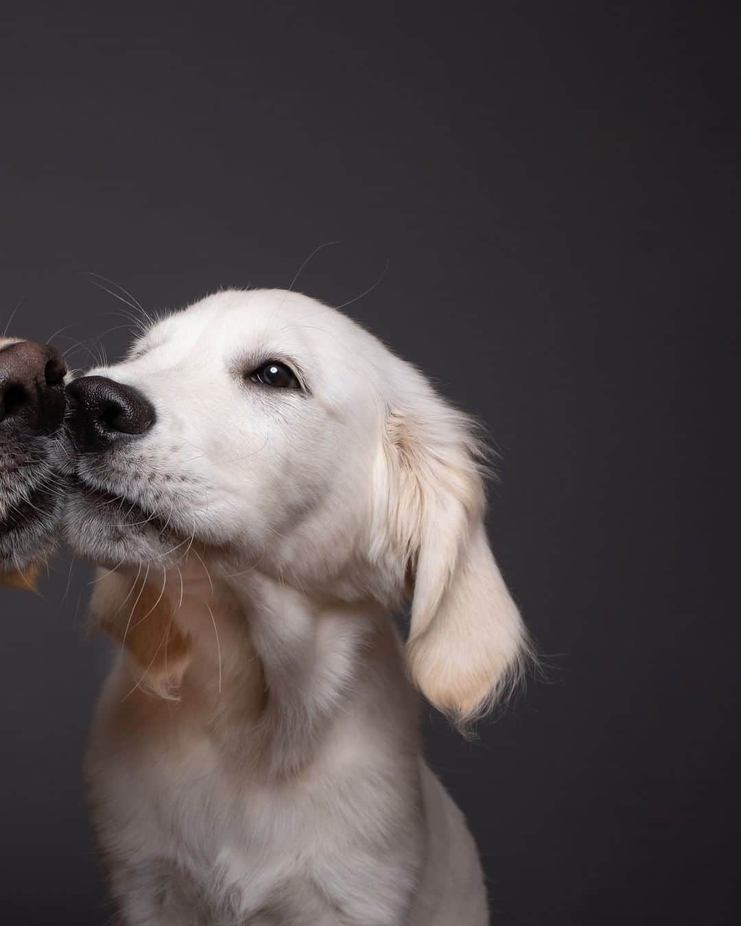 8crapさんのインスタグラム写真 - (8crapInstagram)「Swipe for some gorgeous family photos - 📷 @wieselblitz - #barked #dog #doggo」10月23日 17時01分 - barked