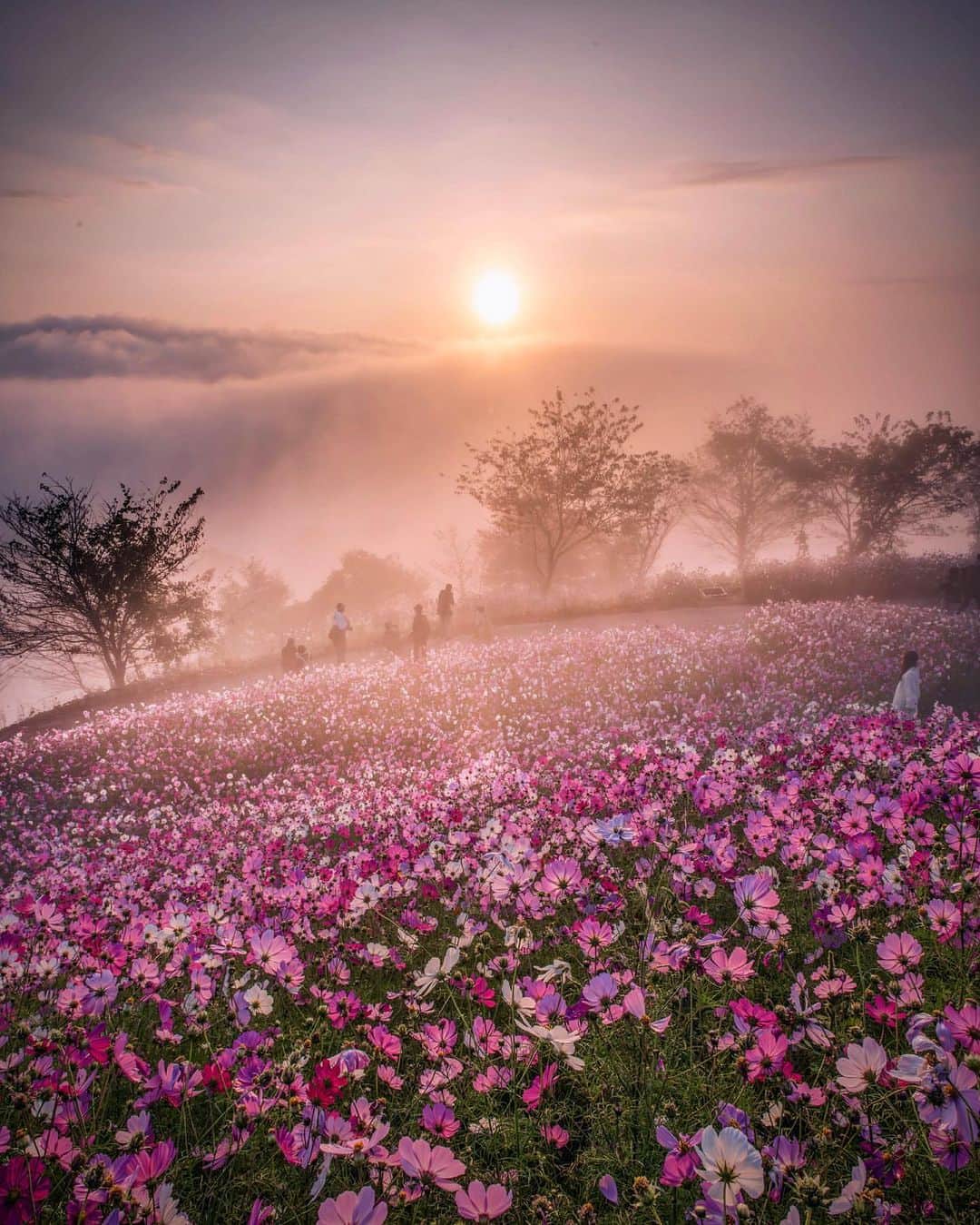 旅行メディア・じゃらん〈公式〉のインスタグラム：「#花の駅せら 広島県世羅町にある「花の駅せら」は、季節により様々な花が楽しめる場所です。秋には200万本ものコスモスが一面を彩ります。2023年の「秋の花まつり」は11月5日（日）までを予定。 . . ━━━━━━━━━━━━━━━ 📍 広島県「花の駅せら」 📷 @sukko501029 ━━━━━━━━━━━━━━━ . . #jalan_travel　をつけていただいた中からpick upしました 素敵なお写真をありがとうございました┈✈︎  .  . ☑ あらかじめ最新情報をご確認の上、お出かけください。 ☑ #jalan_travel をつけて、ぜひ今までの旅行先の思い出写真を投稿してください。このアカウントでご紹介させていただきます。(じゃらんニュースでも紹介される可能性があります） . . . . . . #いつか行きたい #じゃらん #観光 #観光地 #観光スポット #旅行 #旅行好きな人と繋がりたい #旅行好き  #japantravelphoto #japantrip #japantravel #国内旅行 #絶景 #絶景スポット #誰かに見せたい景色 #誰かに見せたい風景 #広島 #広島観光 #広島旅行 #hiroshima」