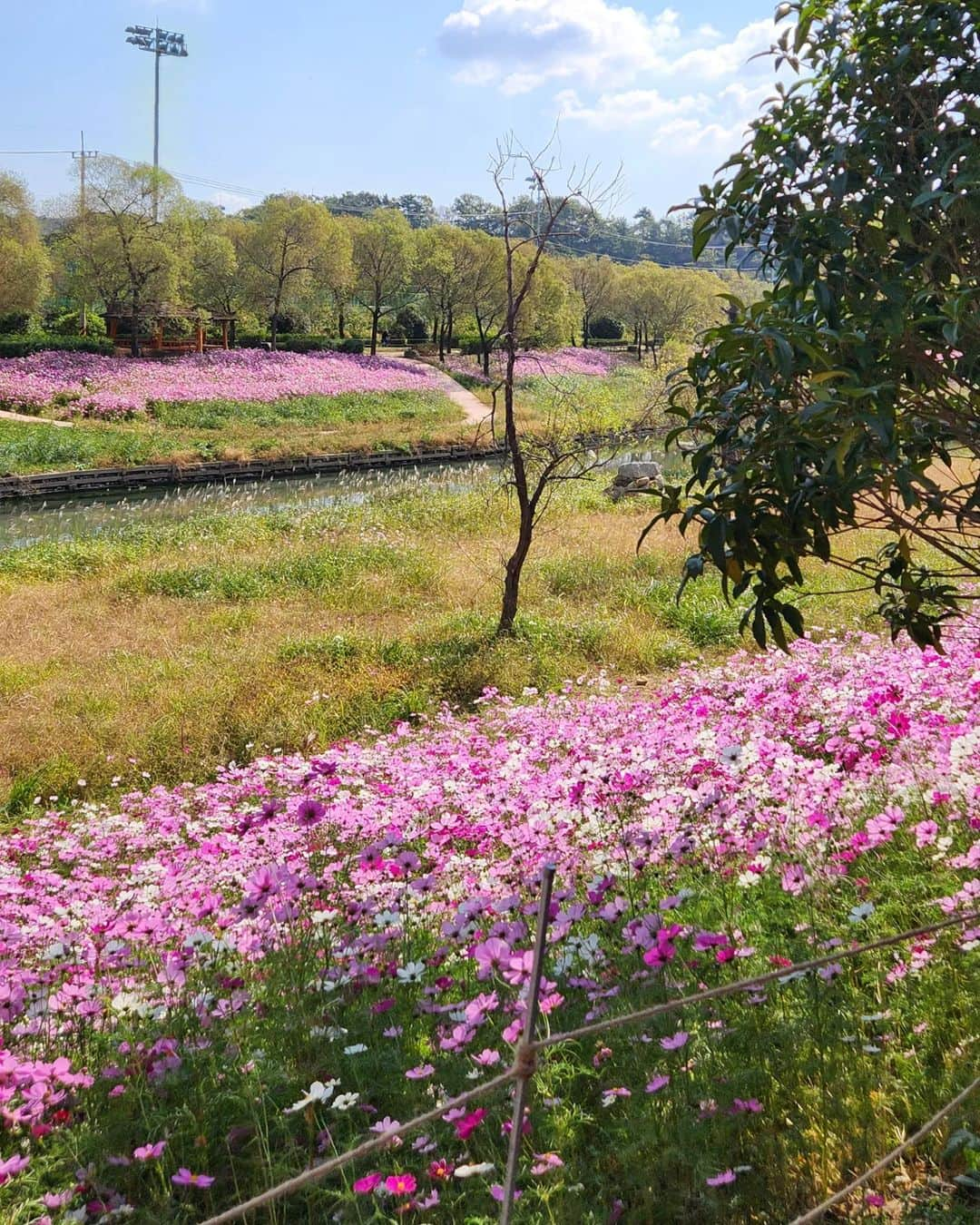 イ・テランさんのインスタグラム写真 - (イ・テランInstagram)「아름다운 순천🌸🌺🌳🍁🌼 . . #순천만국제정원박람회 #가든스테이쉴랑게 #쉴랑게」10月23日 16時56分 - i_taeran