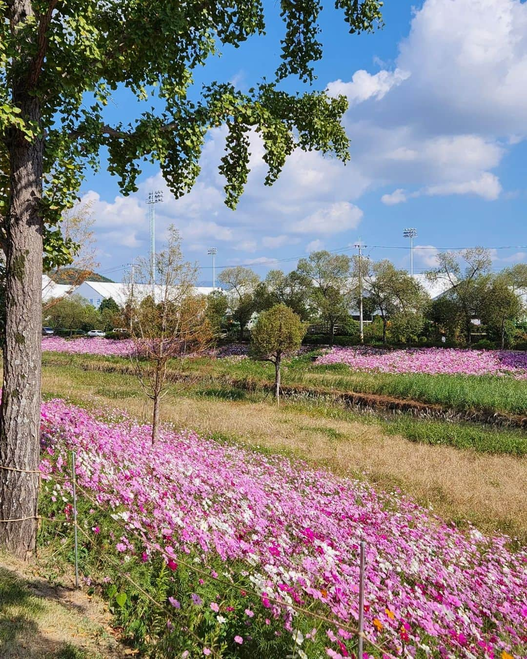 イ・テランさんのインスタグラム写真 - (イ・テランInstagram)「아름다운 순천🌸🌺🌳🍁🌼 . . #순천만국제정원박람회 #가든스테이쉴랑게 #쉴랑게」10月23日 16時56分 - i_taeran