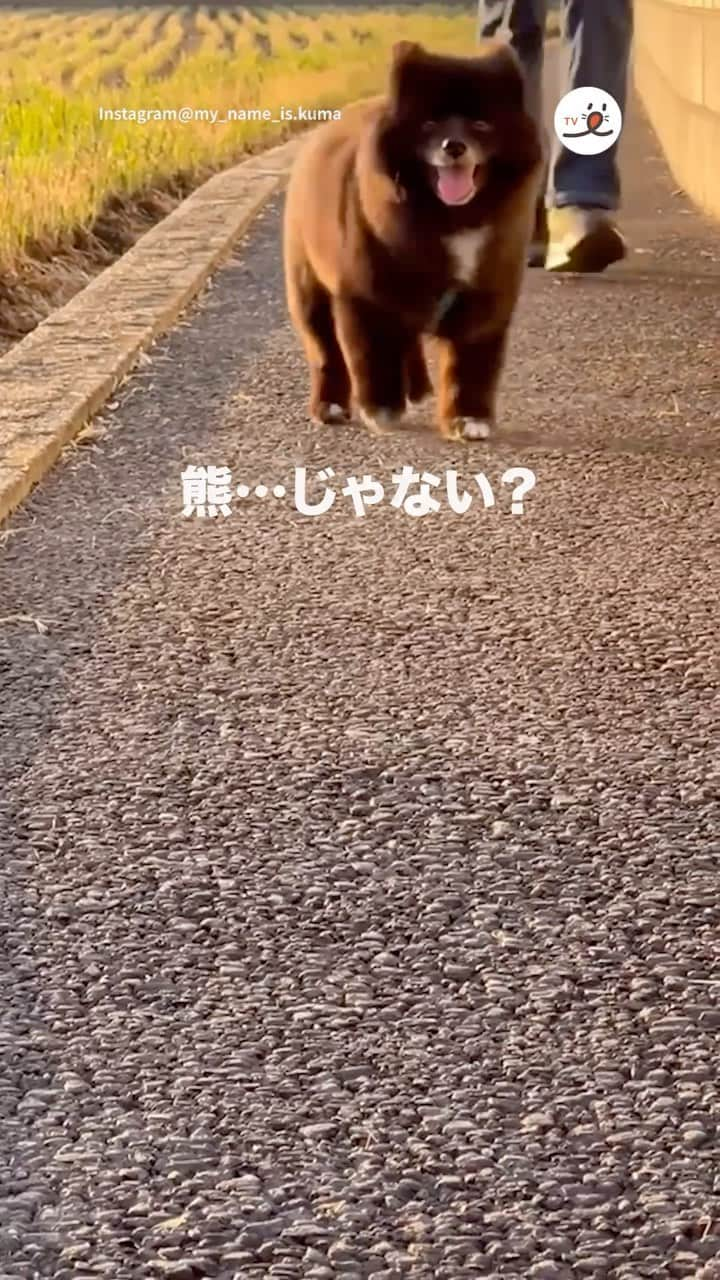 PECO いぬ部のインスタグラム