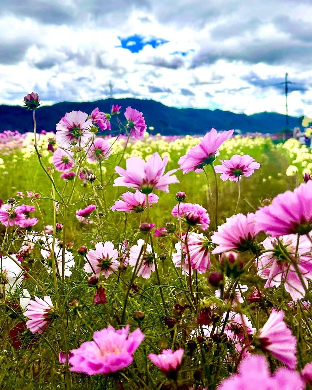 箕輪玖美さんのインスタグラム写真 - (箕輪玖美Instagram)「コスモス園をお散歩〜🌸 こんなに沢山の品種があるとは知らなかったなぁ😊 ・ ・ ランチはお風呂屋さんをリノベした可愛いカフェで🍽️ カレーがとっても美味しかった♪😋 ・ ・ お店から出ると秋祭りの獅子舞に遭遇✨ 秋の一時を満喫☺️🍂  #夢コスモス園 #コスモス #秋 #獅子舞 #秋祭り #タビジョ #タビスタグラム #京都旅行 #旅が好き #京都 #箕輪玖美」10月23日 8時36分 - kumi.111